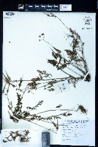 Image of Erodium stephanianum