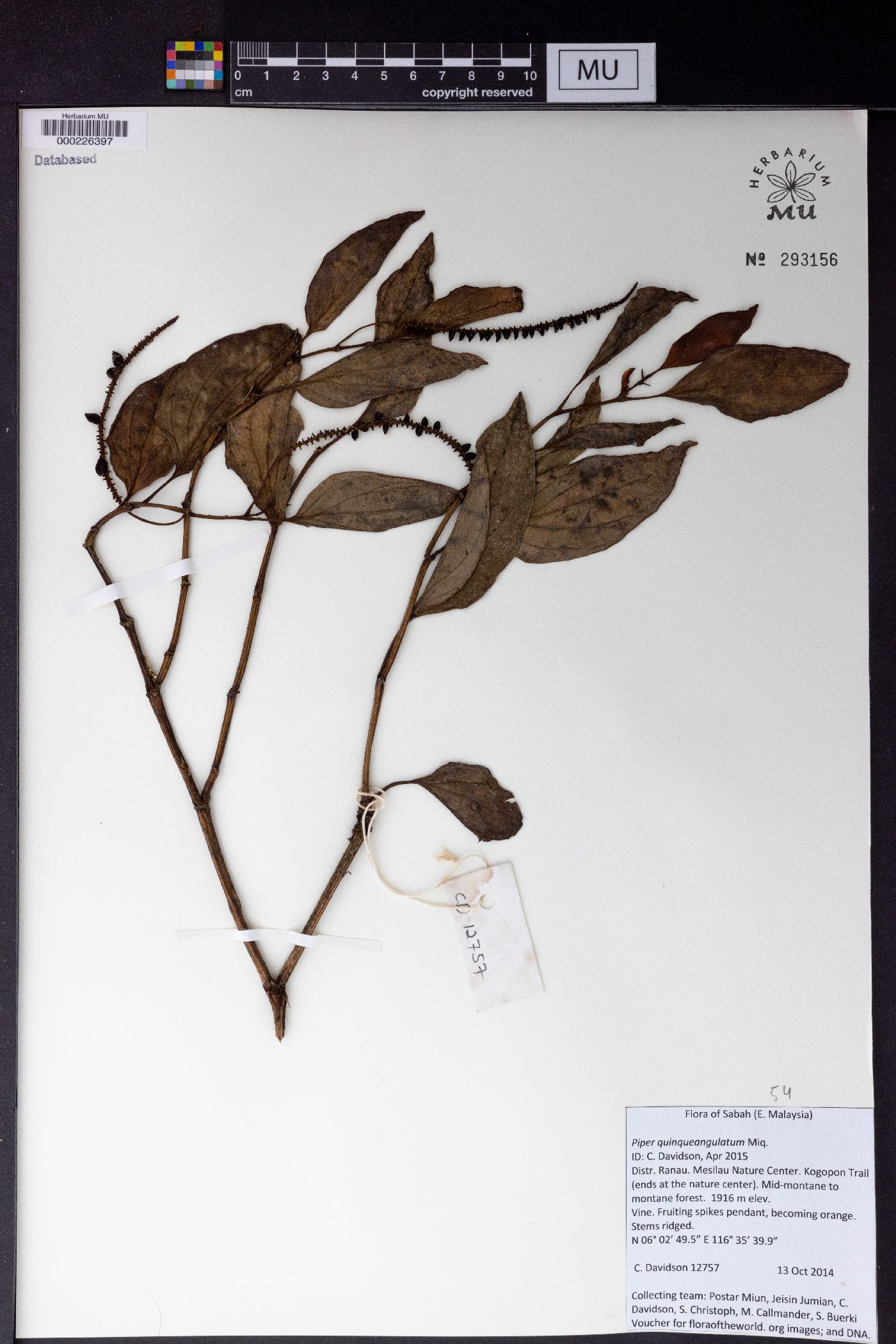 Piper quinqueangulatum image