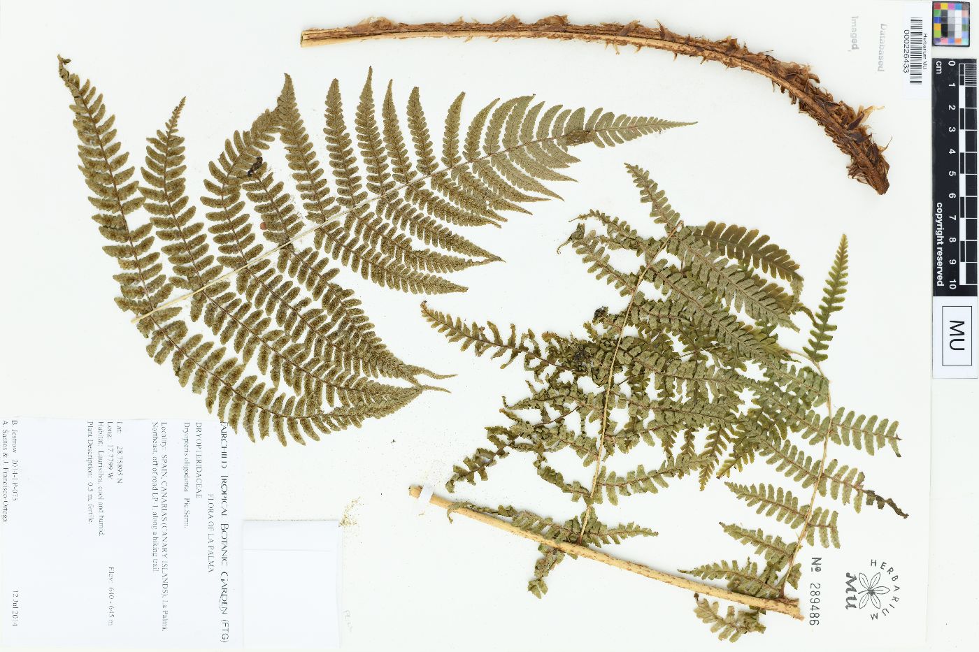 Dryopteris oligodonta image