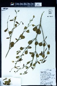 Zygophyllum fabago image