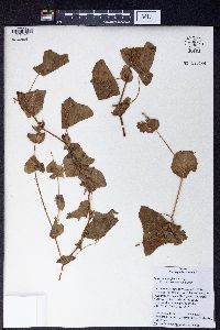 Persicaria perfoliata image