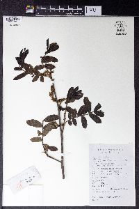 Pterocarya stenoptera image