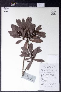 Myrica rubra image