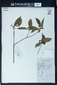 Pittosporum illicioides image