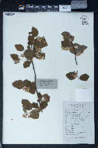 Spiraea nervosa image