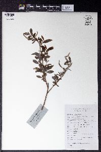 Image of Salix dunnii