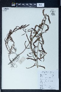 Chamaecrista nictitans subsp. patellaria image