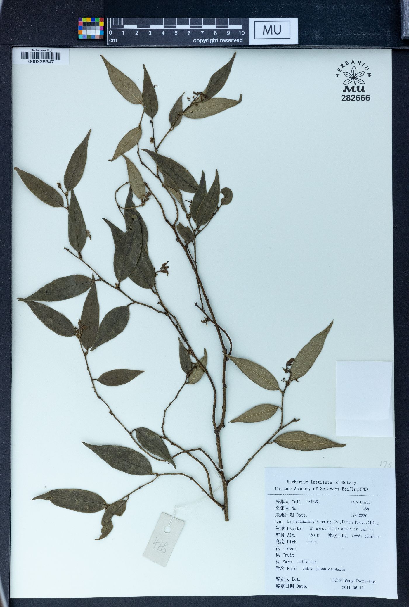 Sabia japonica image