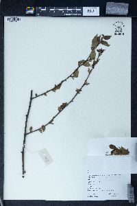 Rubus corchorifolius image