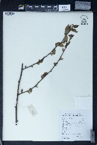 Rubus corchorifolius image