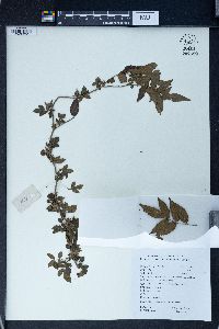 Rubus rosaefolius image