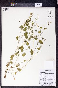 Saxifraga cymbalaria image