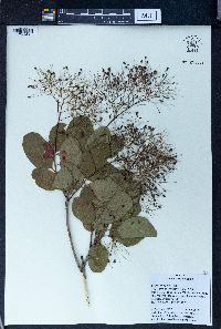 Cotinus coggygria image