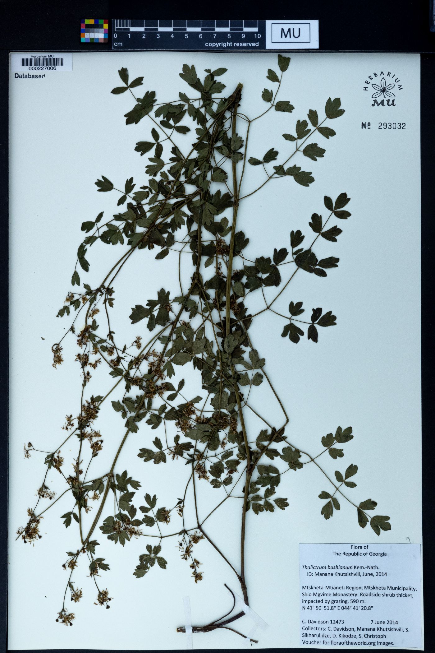 Thalictrum minus subsp. maxwellii image