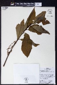 Quercus pontica image