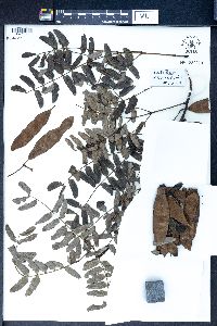 Albizia kalkora image