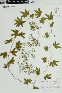 Lygodium palmatum image