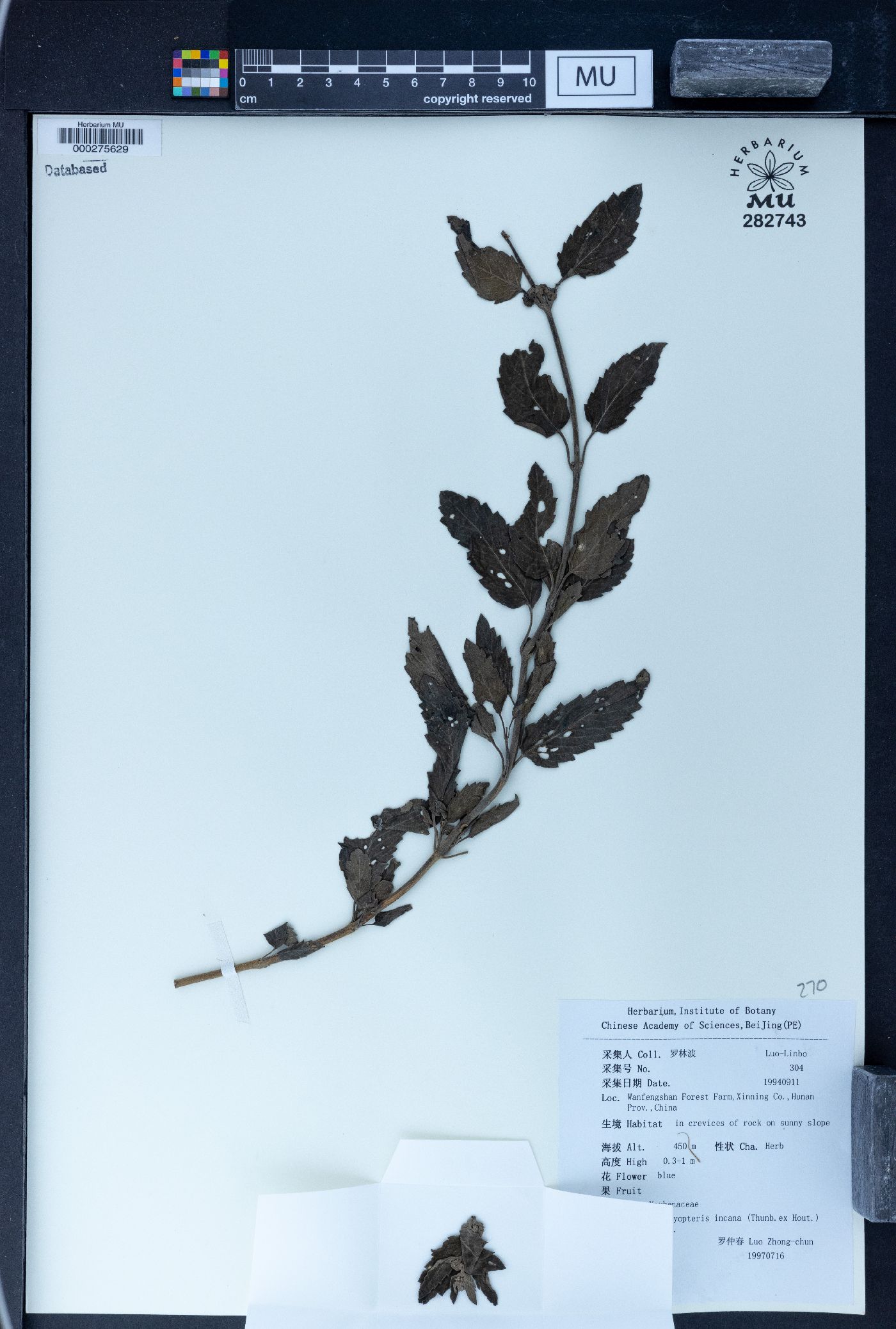 Caryopteris incana image