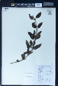 Caryopteris incana image