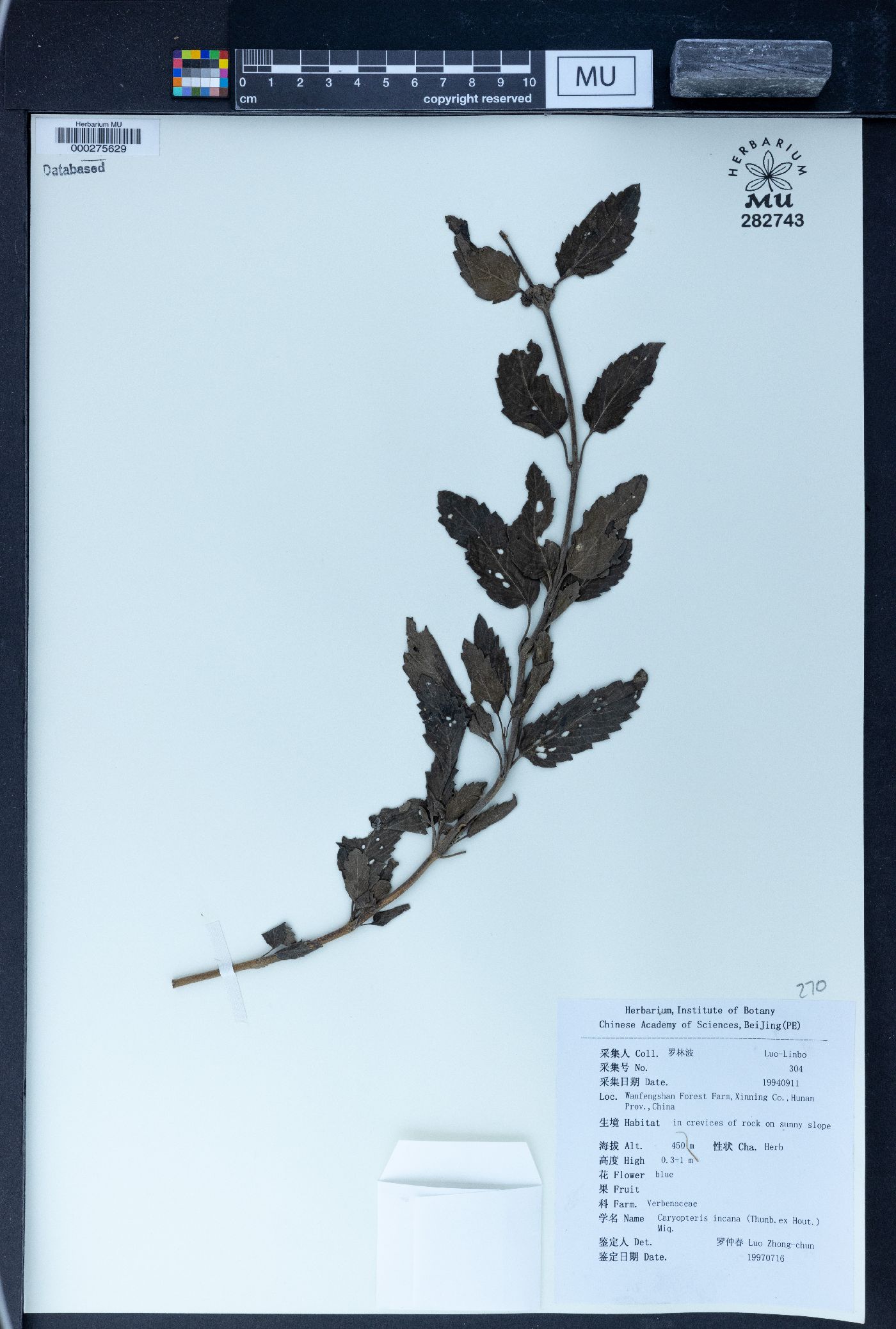 Caryopteris incana image