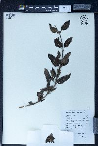 Caryopteris incana image