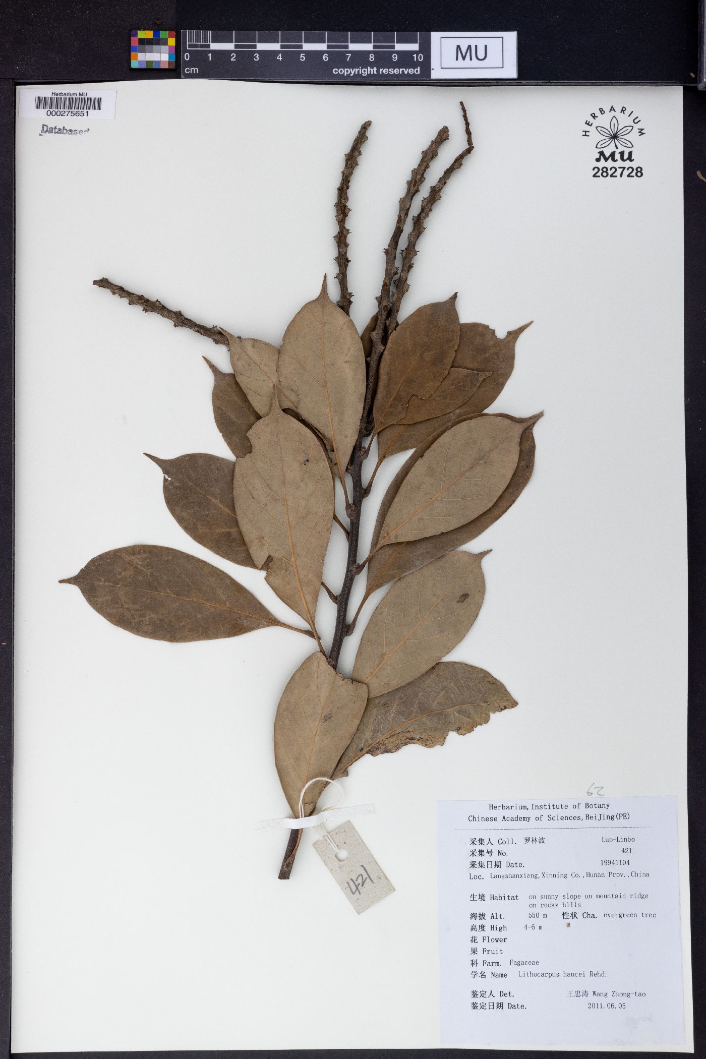 Lithocarpus hancei image