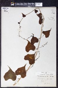 Dioscorea japonica image