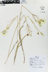 Calochortus eurycarpus image