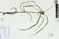 Carex typhina image