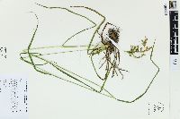 Scirpus pendulus image