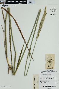 Media resource of Deyeuxia quadriseta