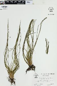 Isoëtes eatonii image