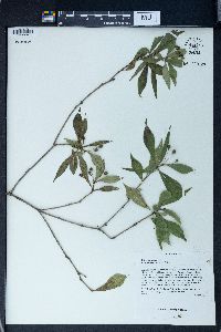 Pittosporum truncatum image