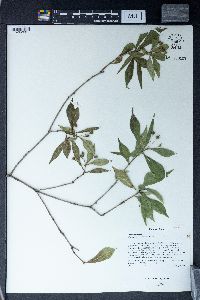 Pittosporum truncatum image