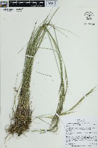 Achnatherum occidentale image