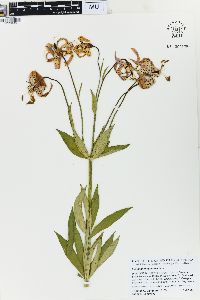 Lilium michiganense image