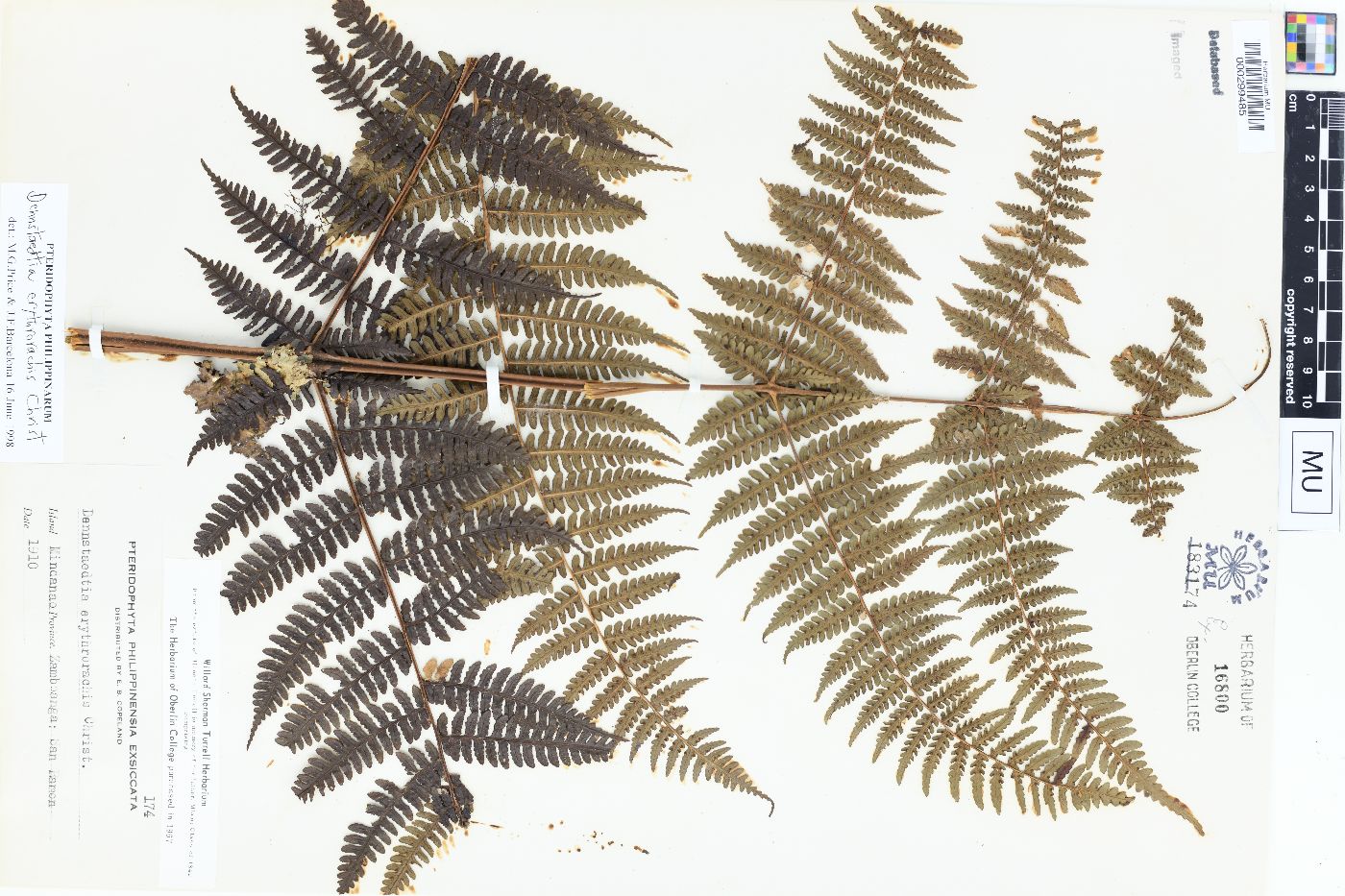 Dennstaedtia glabrata image