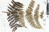 Dennstaedtia glabrata image