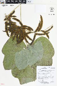 Pueraria montana image