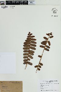 Nephrolepis hirsutula image