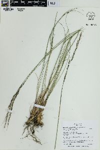 Achnatherum lemmonii image