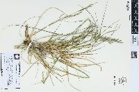 Lolium arundinaceum image