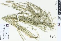 Lolium arundinaceum image