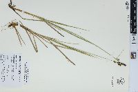 Carex adelostoma image