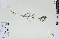 Ludwigia leptocarpa image