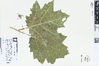 Solanum mammosum image