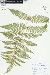 Dryopteris erythrosora image