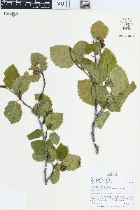 Alnus incana subsp. tenuifolia image