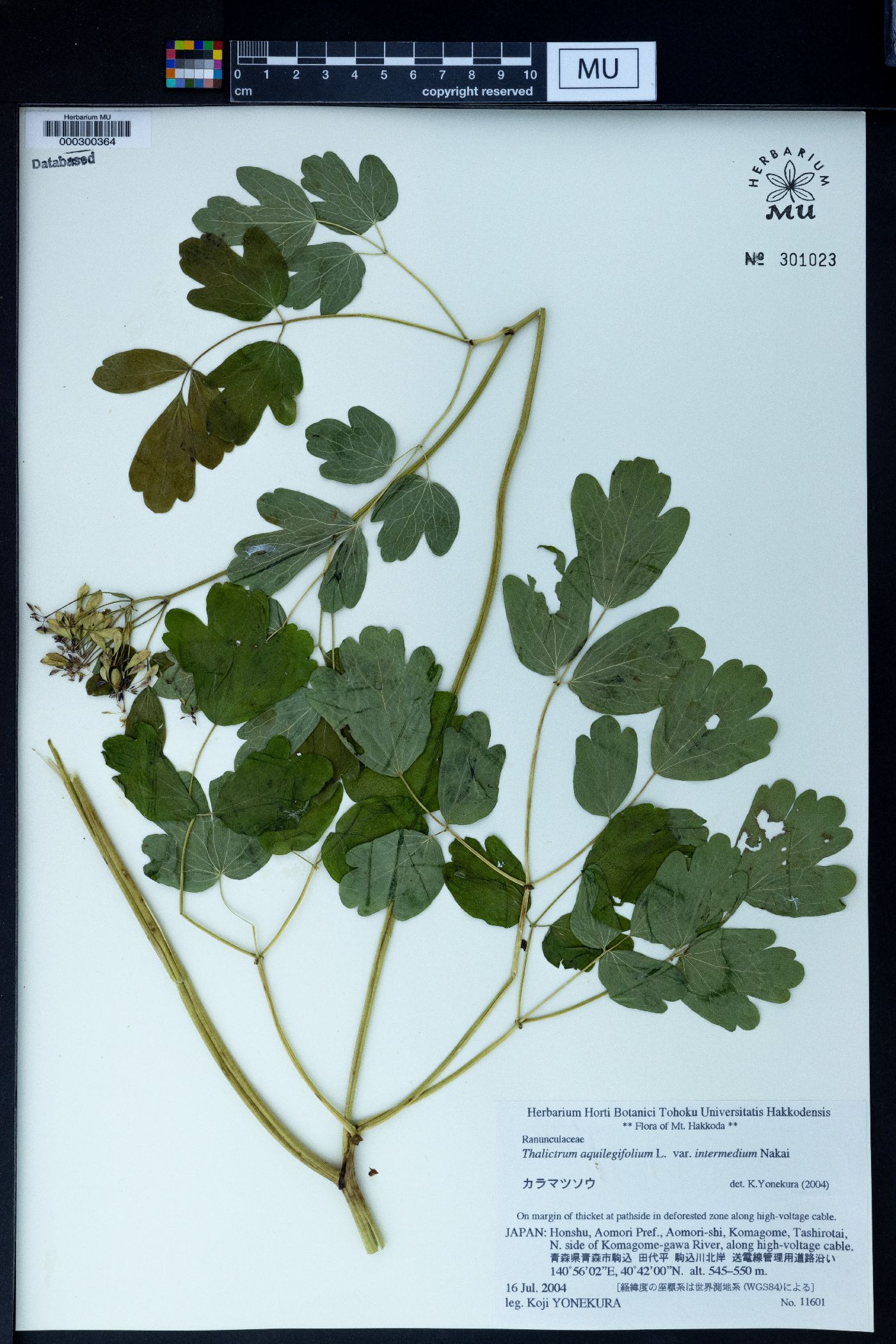 Thalictrum aquilegifolium image