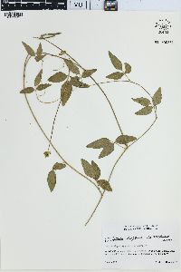Vigna luteola image